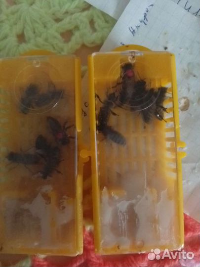 Пчеломатки плодные Карника