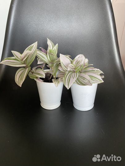 Традесканция розовая