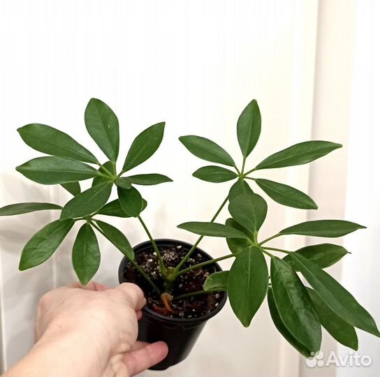 Шефлера Комнатные растения Цветы