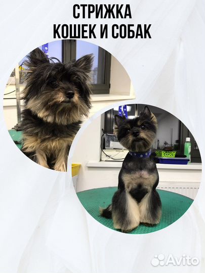 Груминг собак и кошек