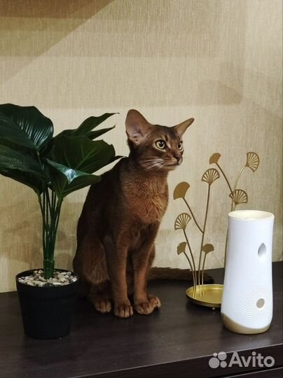 Абиссинская