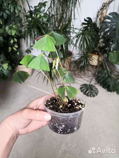 Оксалис (Oxalis) или кислица зелёная