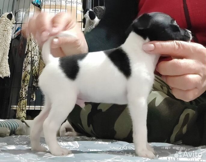 Щенки американского Той-Фокс терьера с документами