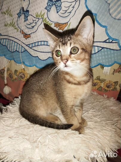 Абиссинские котята