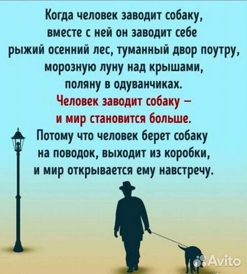 Щенки лабрадора шоколадные