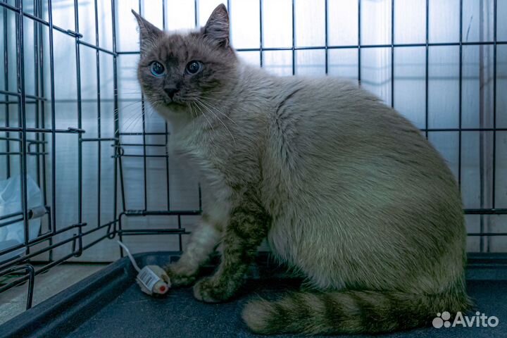 Сиамская кошечка Сима ищет дом
