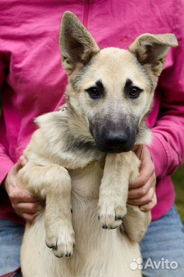 Метис вео в добрые руки