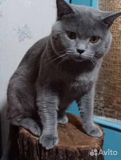 Шотландский кот вязка