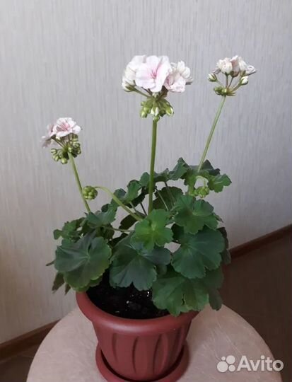 Пеларгония герань