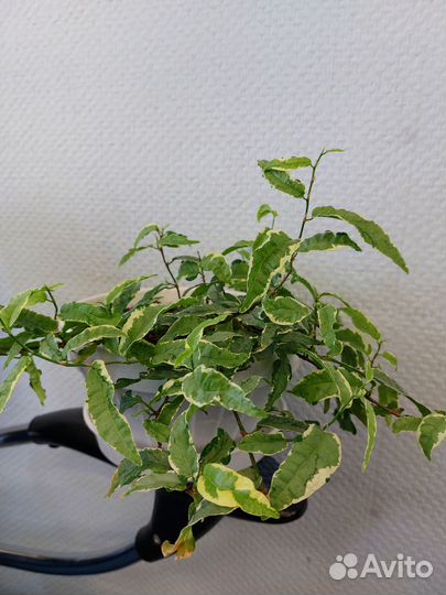 Фикусы разные