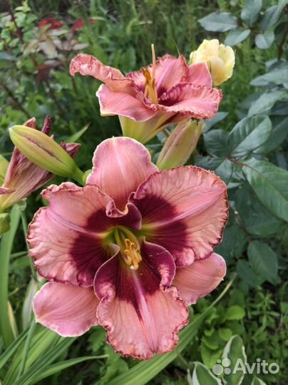 Лилейники сортовые