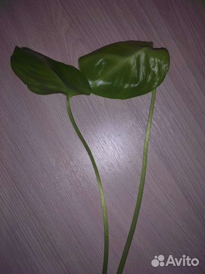 Монстера Делициоза