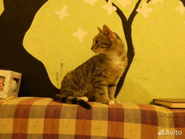 Самый ласковый котёнок в мире