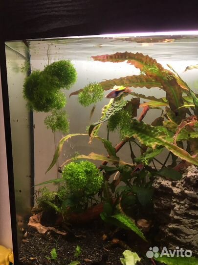 Мох в аквариум Риччия