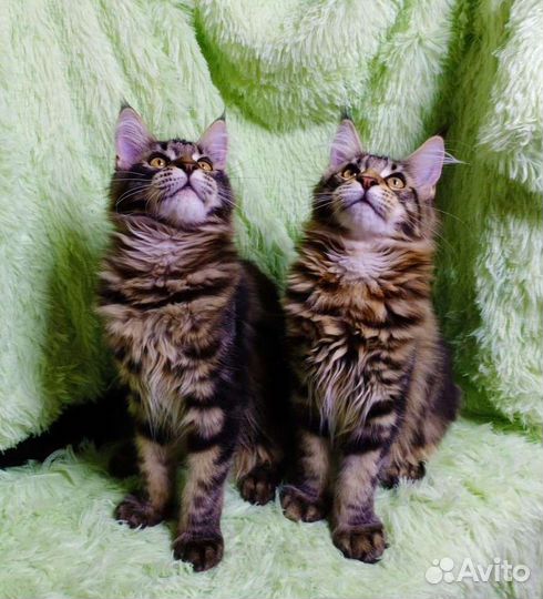 Кошки мейн-кун