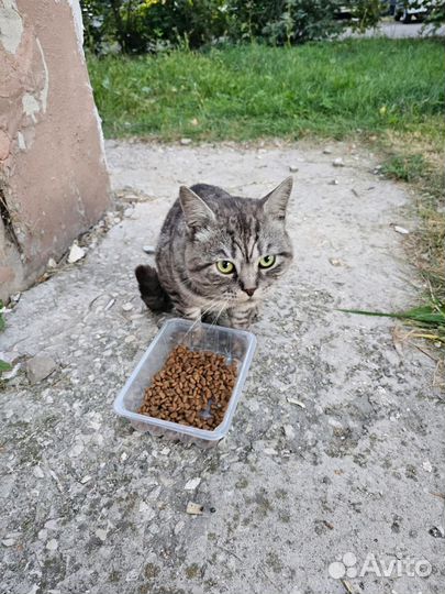 Кот британец ищет дом