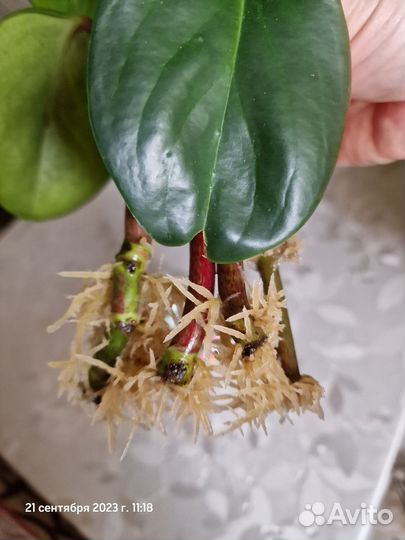 Пеперомия (черенки)