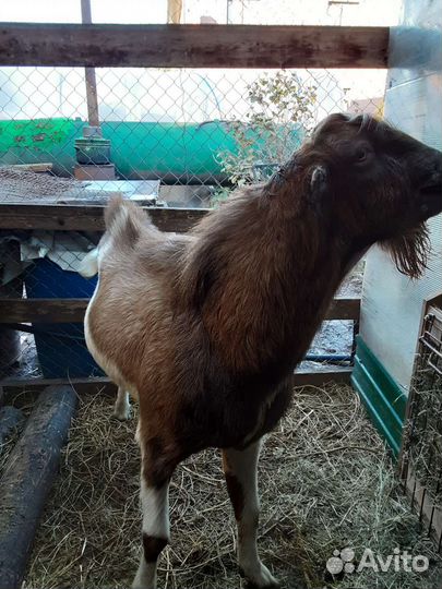 Козел ламанча