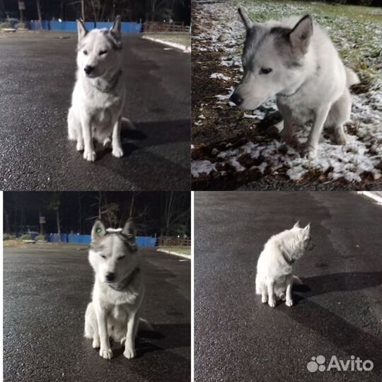 Хаски потеряшка (девочка)