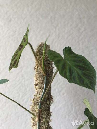 Филодендрон бородавчатый