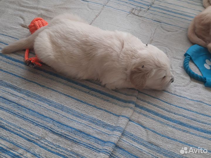 Щенки Голден ретривера