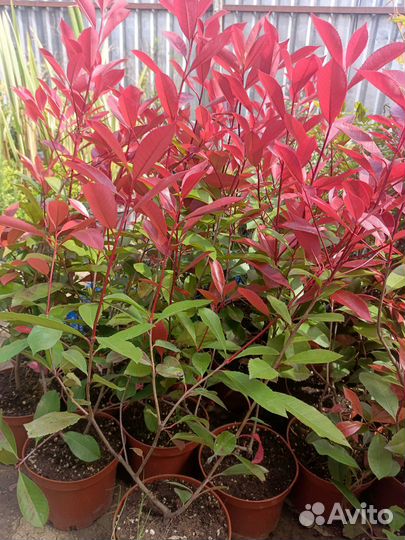 Декоративные растения