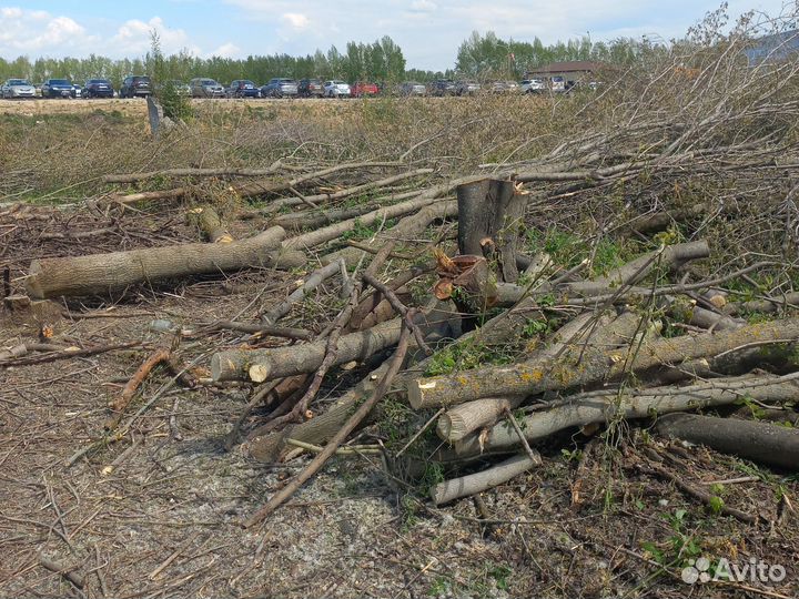 Дрова бесплатно, щепа, веники березовые