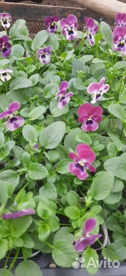 Рассада Огурцов