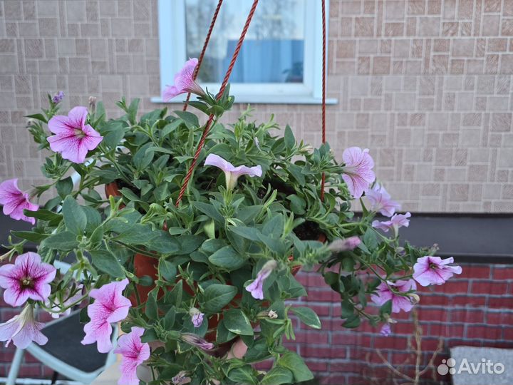 Цветы в кашпо