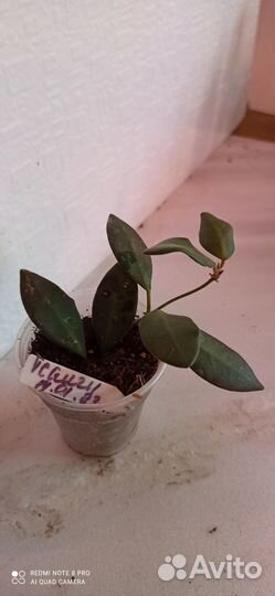 Хойя Аустралис Лиза