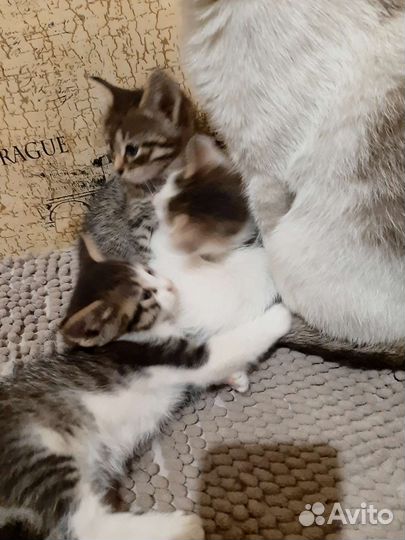 Котенок в дар бесплатно