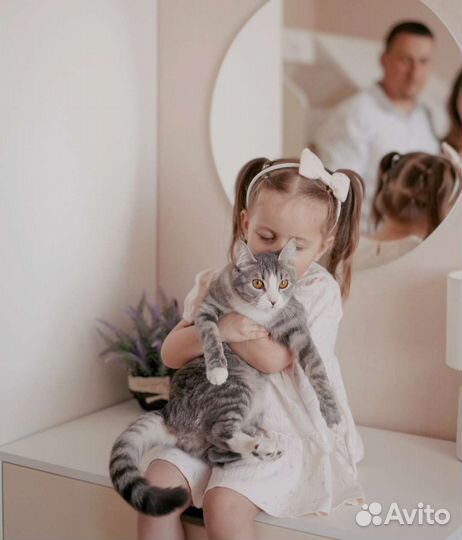 Отдадим кошку в добрые руки