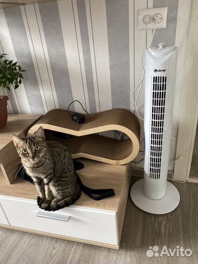 Когтеточка новая