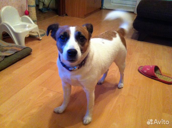 Обувь для собаки