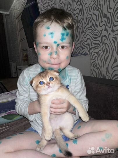 Кот вязка