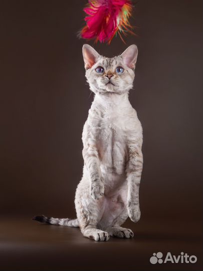 Кот девон-рекс вязка