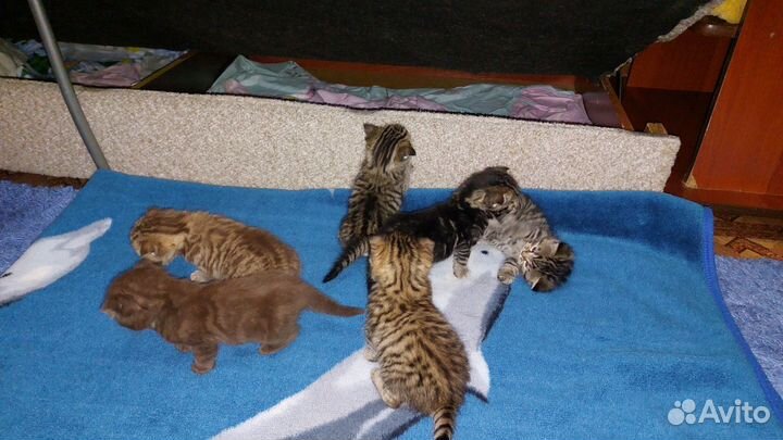 Шотландские вислоухие котята