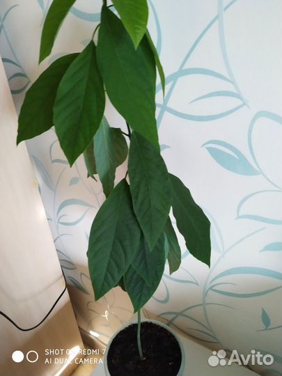 Растение авокадо с горшком