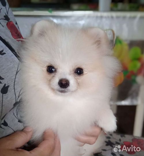 Померанский шпиц