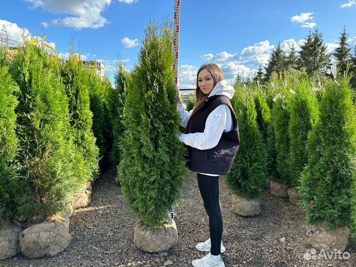 Туя Смарагд из питомника