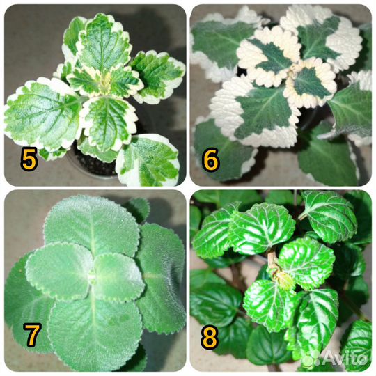 Плектрантус