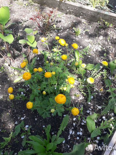 Многолетние цветы