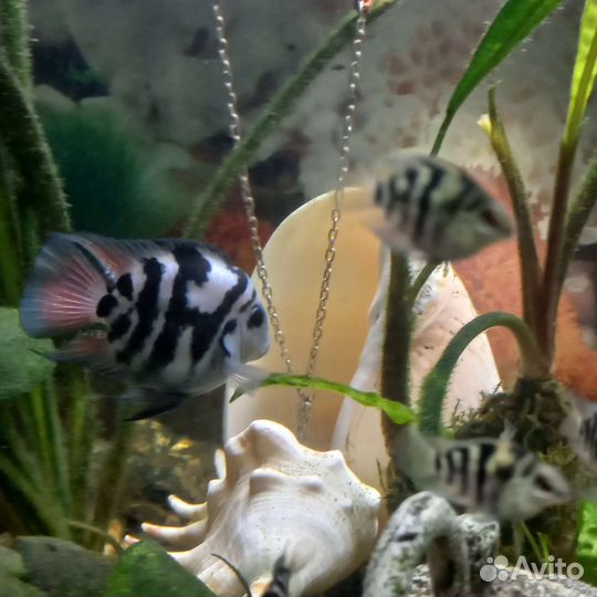 Попугай Панда рыбка