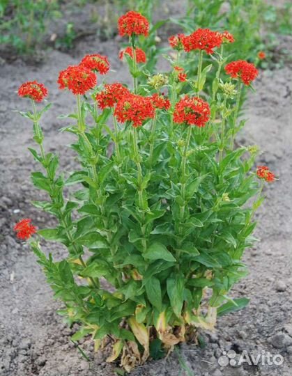 Лихнис многолетний