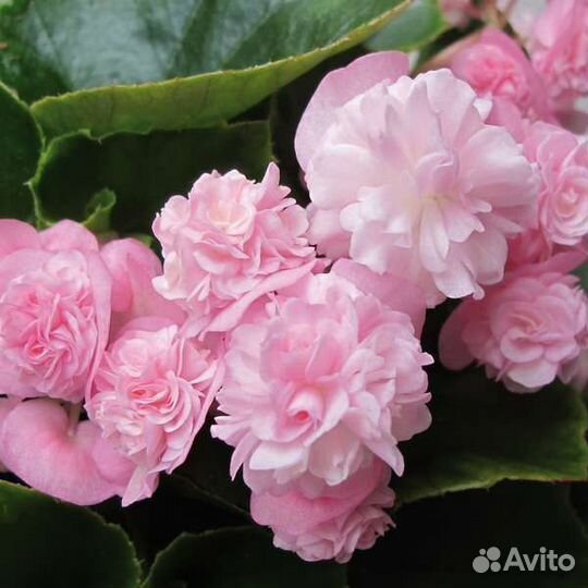 Бегония вечноцветущая махровая