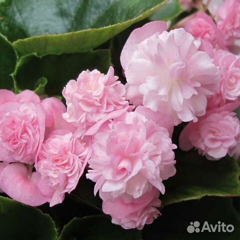 Бегония вечноцветущая махровая