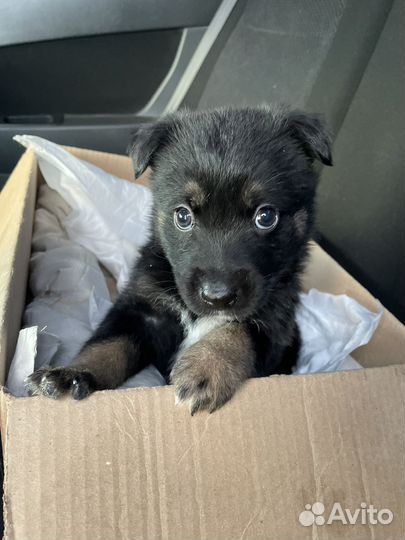 Бесплатно щенок