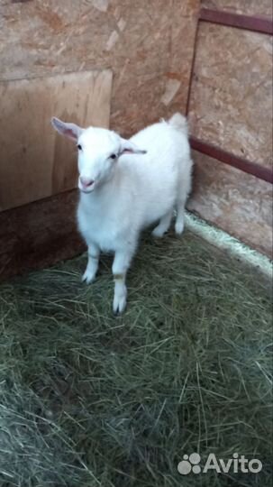 Козлята