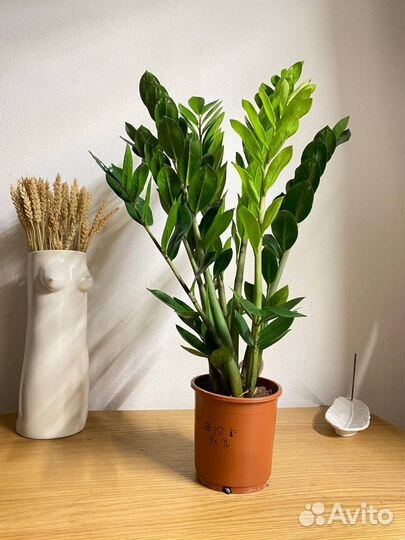 Замиокулькас