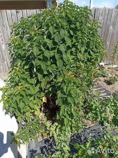 Малиновое дерево саженцы